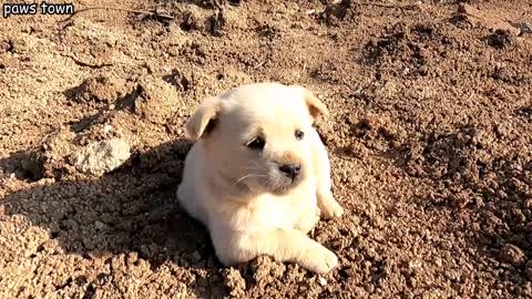 Hardy's story - Wolf howling stray puppy looking for mom was rescued from garbag