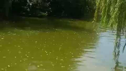 Willows on the lake