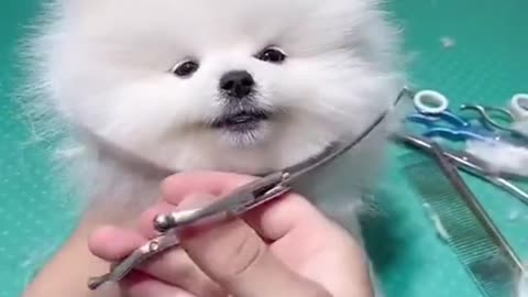 cute and funny dog & hair cut