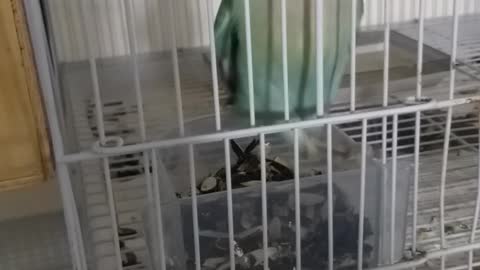 Little Coco hates the cage