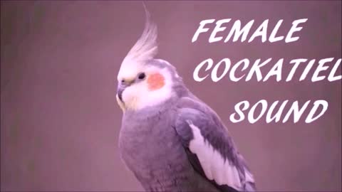 Female Cockatiel Sound