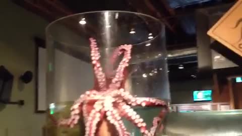 Giant Octopus Escape