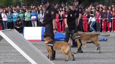 15 Best Trained & Disciplined Dogs in The World