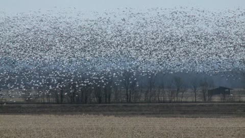 Snow Geese Migration - Highbrow