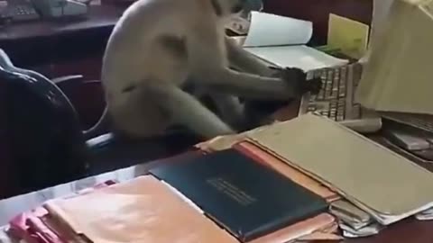 IN INDIA A MONKEY 🙉SNUCK INTO THE RAILWAY CASHIER’S ROOM AND STARTED WORKING!