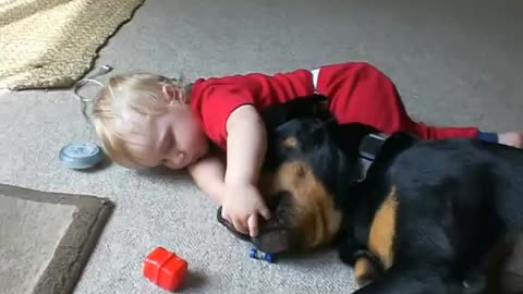 Giant Rottweiler Gently Tosses Around Toys To Baby