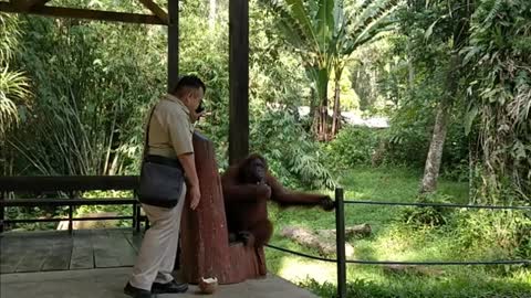 Orangutan hilariously walks on two feet with his female friend