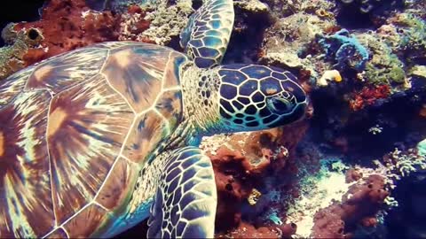 Latest version of the year|Beautiful marine animals|Interesting pet dogs and cats