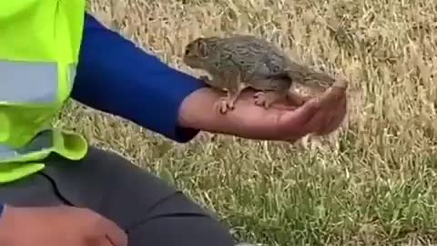 Heartwarming video of man helping thirsty squirrel drink water from bottle