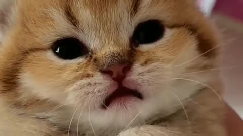 cute cat sound