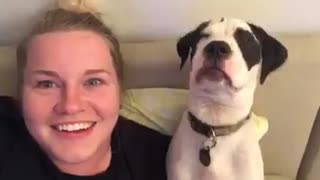 Puppy freaks out when fly lands on her head