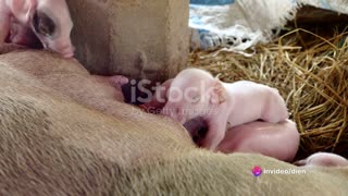 Piglet Care Techniques