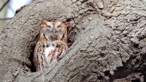 owl on the tree