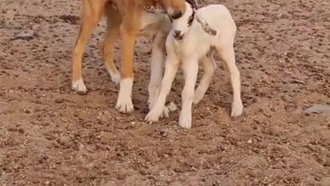 A dog preys on a small goat