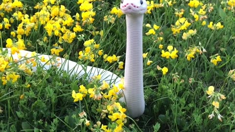 A Friend in the Flowers