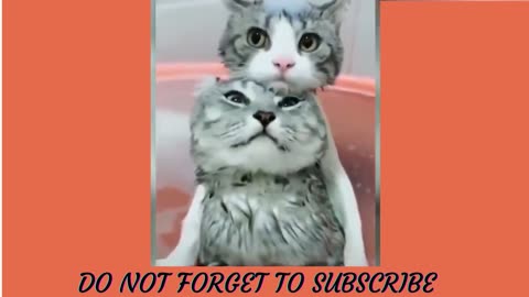 Funny Pet Videos Compilation - Cats and Dogs Funniest - Cuttest Pets Videos - Healthy Cats