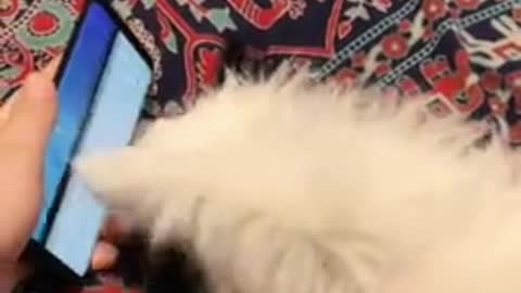 puppy aggressively scrolls through owner's smartphone