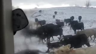Everyone needs cows