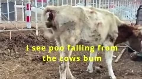 WARNING SICK - India Story 2 - Cow Poo Boogaloo