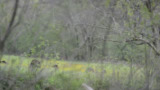 Turkey Hunting in Tennessee