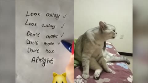 Funny Teaching Cats talk like humans