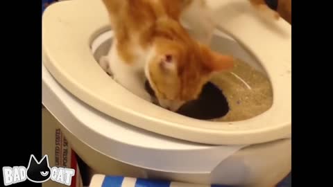 Cat Toilet Training Step by Step Beginner