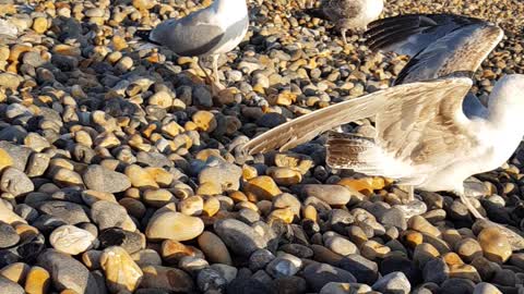 Brighton Seagulls