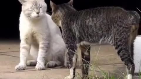 Cat talk with cat