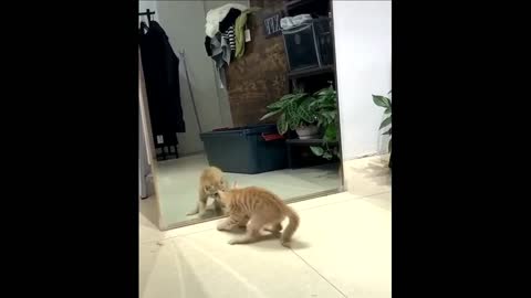 Kitten sees its reflection.