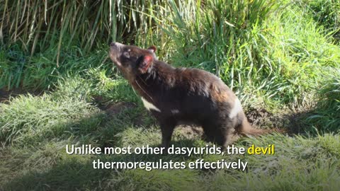 Tasmanian Devil || Description, Characteristics and Facts!