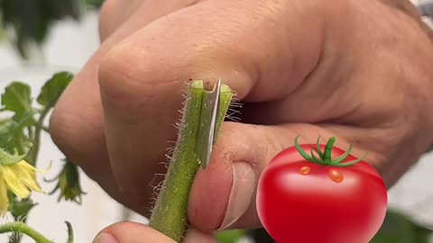 Grafting Eggplant on Tomato