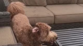 Brown dog moving in sofa falls dow