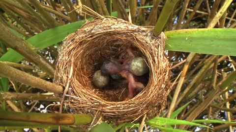 cuckoo bird eject egg from the nest