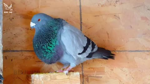 lovely fancy pigeon