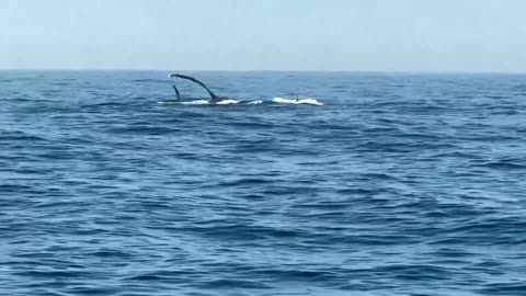 Humpback whales return to Rio waters, conservation group says