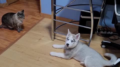 Husky gets bullied by cat he just wants to play