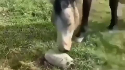 Horse and dog get scared with a turtle