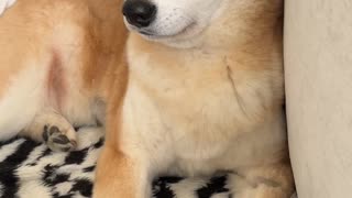 Blind Shiba Inu Wants All the Pets
