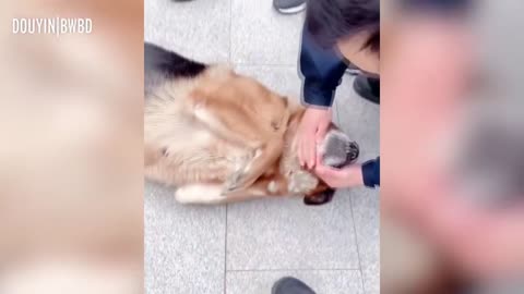 Dog reunited with its long time best friend!! Try Not to Cry!