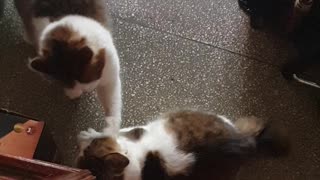 Funny cats fighting 🤣