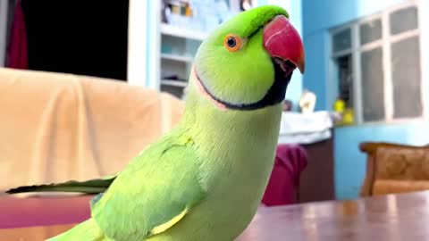 Parrot Talking and Dancing So Cute