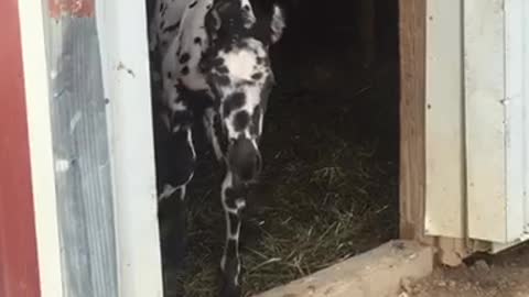 Foal’s first turnout