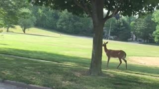 A deer in town