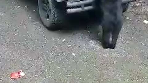 Baby Bear Falls Off Car during Snack Raid