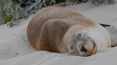 eajal albahr a seal sleeping on the sand