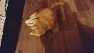 Cat plays with a ball
