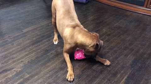 Boxer freaks out over squealing pig toy
