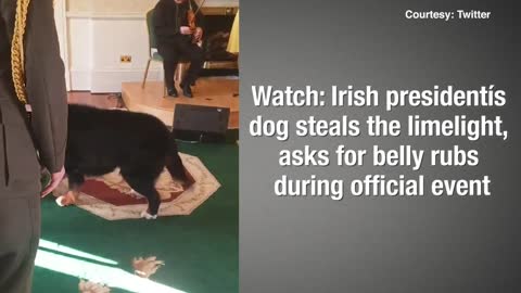 Irish president’s dog steals the limelight, wants for belly rubs during official event