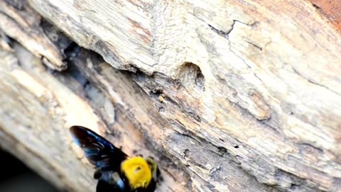 Carpenter Bee Fun Facts