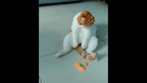 Cute And Funny Cats Video😜😜 Try Not To Laugh🤣